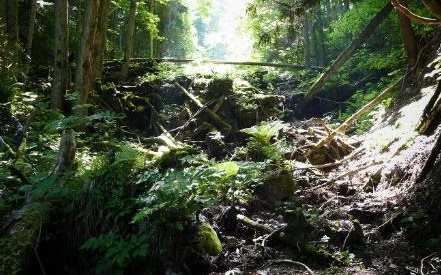 大沢にできた自然の土砂ダム。倒木と岩が折り重なり、まわりを緑が覆っている