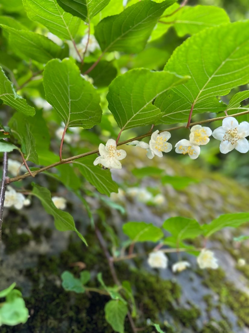つる性の枝に並んで咲く白い5弁の花。黄色い雄しべが目立ち、まわりの葉は明るい緑。