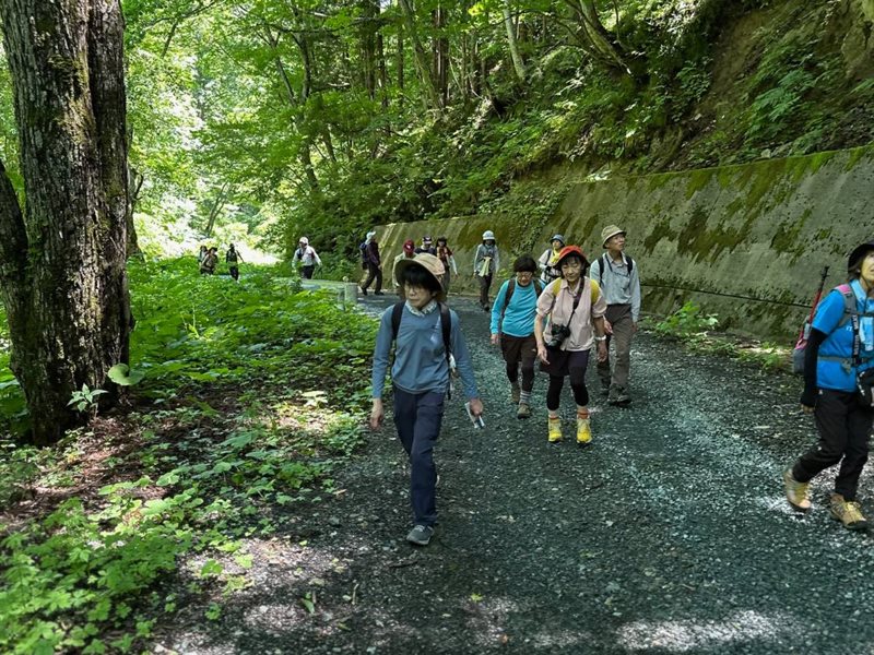 新緑の林道を一列になって歩く参加者たち