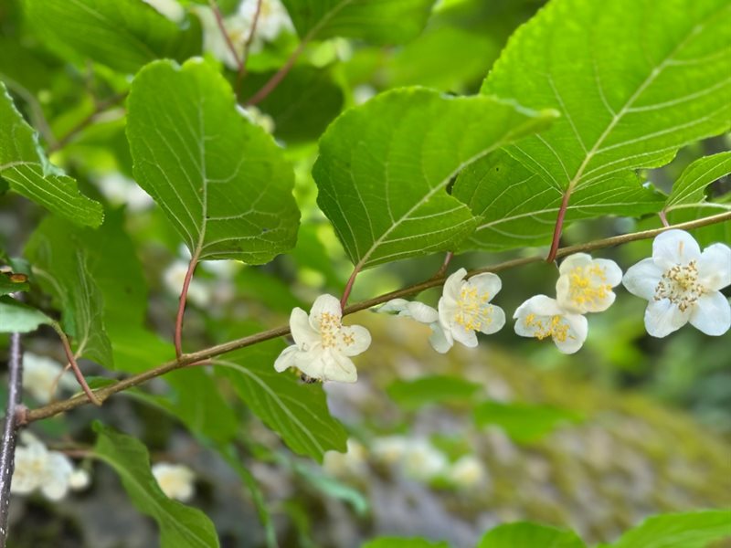 つる性の枝に並んで咲くマタタビの白い花