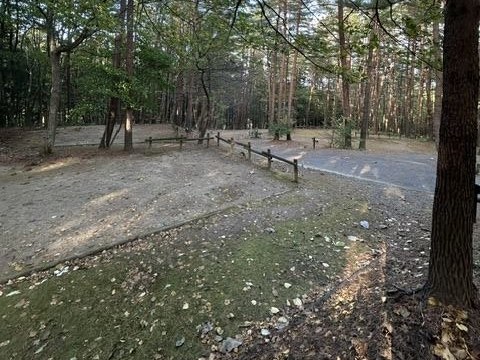 松林の中に区画されたオートキャンプサイト